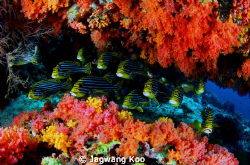 Sweet Lip Fishes by Jagwang Koo 